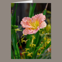 Salmon Ruffled Day Lily cards