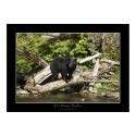 SALMON SEEKER Photo Print or Poster by RavenSpiritPrints SALMON SEEKER Photo Print or Poster