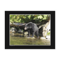 "Salmon Spotting" Black Bear Gifts Post Card