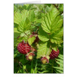 Salmonberry on Unalaska Island Cards