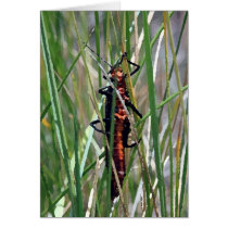 Salmonfly - Card cards
