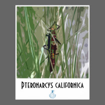 Salmonfly - Poster posters