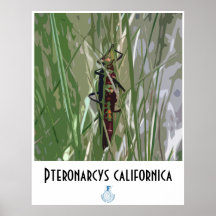 Salmonfly - Poster