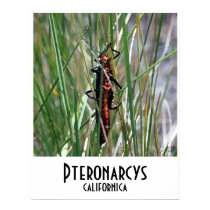 SalmonFly - Poster posters