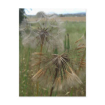 Salsify Seeds in Field Notes Card postcards