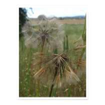 Salsify Seeds in Field Prints & Posters by wingedturtle Salsify Seeds in Field Prints & Posters