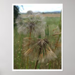 Salsify Seeds in Field Prints & Posters