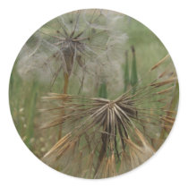 Salsify Seeds in Field Stickers by wingedturtle Salsify Seeds in Field Stickers