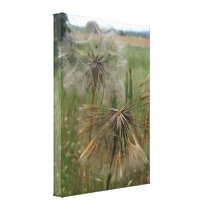 Salsify Seeds in Field Wrapped Canvas