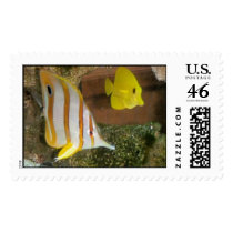Saltwater fish postage by piecey18 Saltwater fish postage