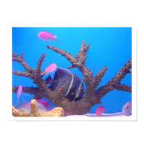 Saltwater Fish Poster posters by mwhitfield23 Saltwater Fish Poster posters
