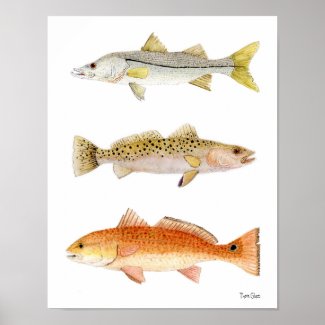 Saltwater Game Fish- Snook, Seatrout & Redfish