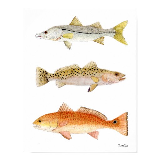 Saltwater Game Fish Snook, Seatrout & Redfish Poster Zazzle