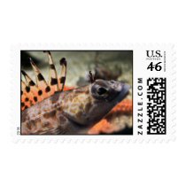 Saltwater Goby postage by Fuzyhamster Saltwater Goby postage