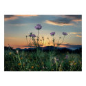 saluda range sunset posters