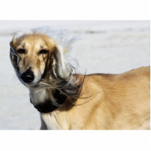 Saluki Portrait Cut Out