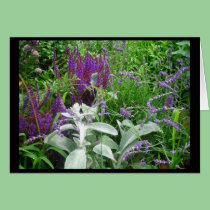 SALVIA AND LAMB'S EAR cards