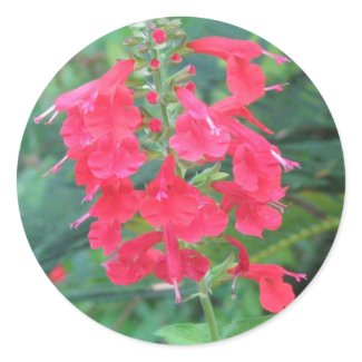 Salvia coccinea Sticker sticker