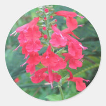 Salvia coccinea Sticker