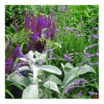 Salvia Lambs ear and Lavandar poster posters