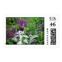 salvia lavendar, lambs ear postage postage