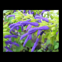 Salvia Mexicana in rain posters