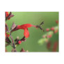 Salvia & Native Bee Postcard