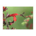 Salvia & Native Bee Postcard