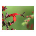 Salvia & Native Bee posters by naturegirl7 Salvia & Native Bee posters