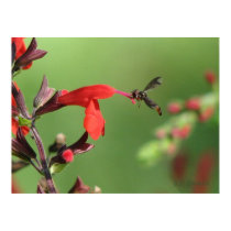Salvia & Native Bee posters