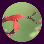 Salvia & Native Bee Sticker stickers