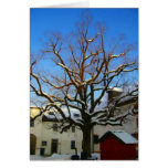 salzburg snow tree greeting cards