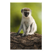 Samburu Game Reserve, Kenya, Vervet Monkey,