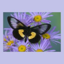 Sammamish Washington Photograph of Butterfly 13 posters