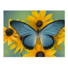 Sammamish Washington Photograph of Butterfly 22 Post Cards