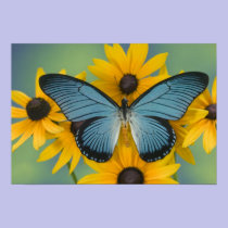 Sammamish Washington Photograph of Butterfly 22 posters