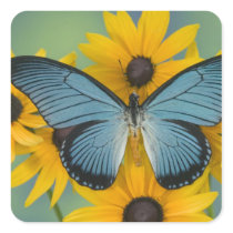 Sammamish Washington Photograph of Butterfly 22 Sticker