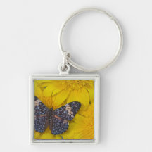 Sammamish Washington Photograph of Butterfly 43 Key Chain