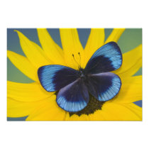 Sammamish Washington Photograph of Butterfly 43