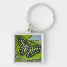 Sammamish Washington Photograph of Butterfly on 11 Keychain