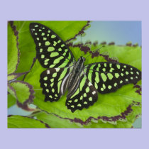 Sammamish Washington Photograph of Butterfly on 11 posters