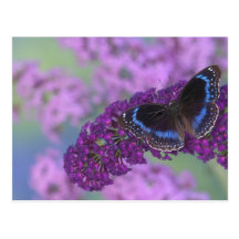Sammamish Washington Photograph of Butterfly on 12 Post Card