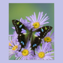 Sammamish Washington Photograph of Butterfly on 4 posters