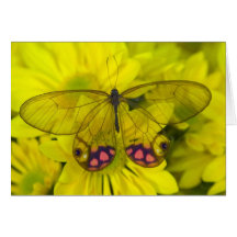 Sammamish Washington Photograph of Butterfly on 8 Greeting Card