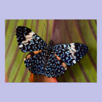 Sammamish, Washington. Tropical Butterflies 54 posters
