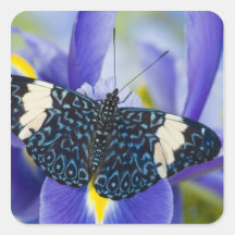 Sammamish, Washington. Tropical Butterflies 56 Sticker
