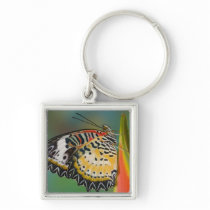 Sammamish, Washington. Tropical Butterflies 67 Key Chains