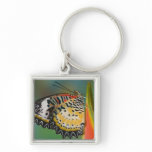 Sammamish, Washington. Tropical Butterflies 67 Key Chains