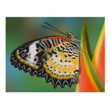 Sammamish, Washington. Tropical Butterflies 67 Post Cards