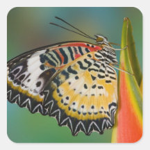 Sammamish, Washington. Tropical Butterflies 67 Square Sticker